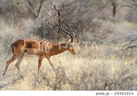 Impala in savanna Impala in savanna 29491924