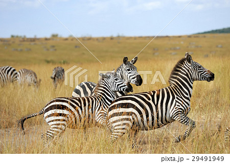 Zebra 29491949