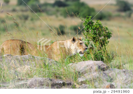Close lion in National park of Kenya Close lion in National park of Kenya 29491960