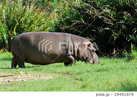 Hippo (Hippopotamus amphibius) 29491979