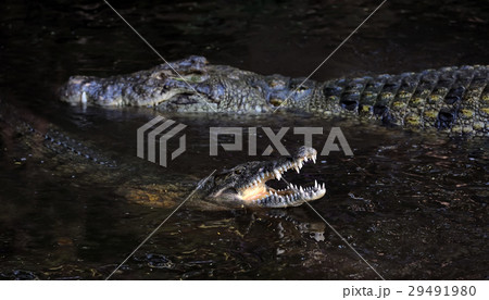 Crocodile in water. Kenya, Afrca 29491980