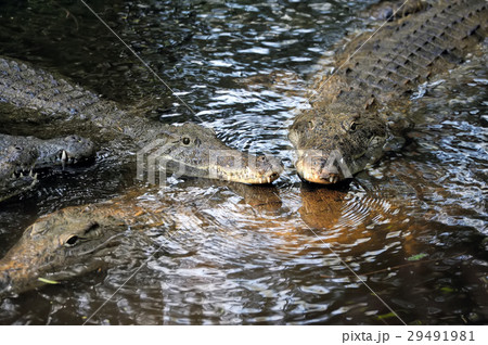 Crocodile in water. Kenya, Afrca 29491981