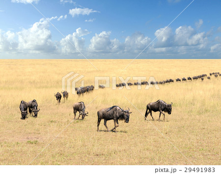 Wildebeest 29491983