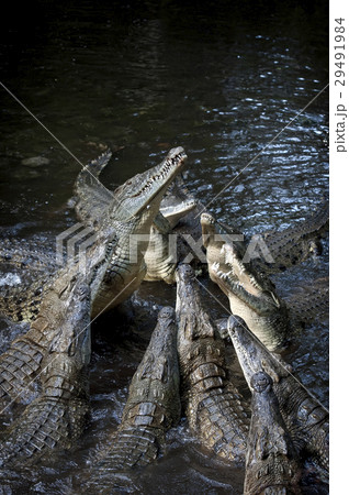 Group crocodile 29491984