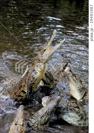 Crocodile in water. Kenya, Afrca Crocodile in water. Kenya, Afrca 29491987