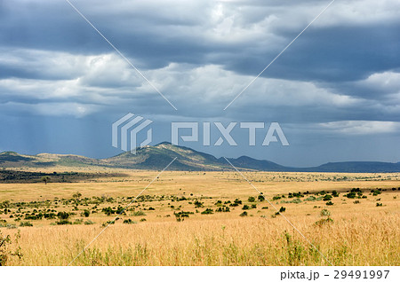Savannah landscape in the National park of Kenya 29491997