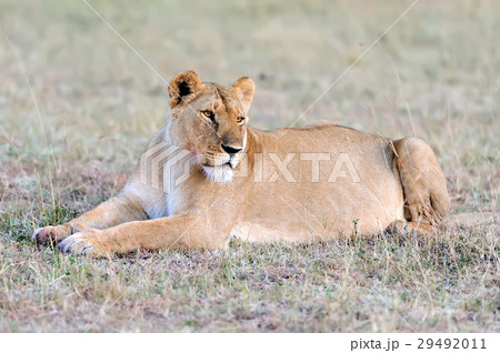 Lion in National park of Kenya 29492011