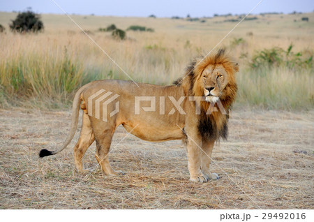 Lion Lion 29492016