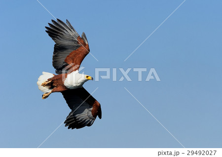 Fish Eagle 29492027