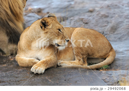 African lion in the National park 29492068