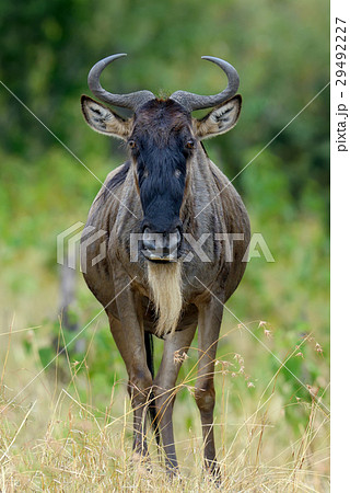 Wildebeest in National park of Africa 29492227