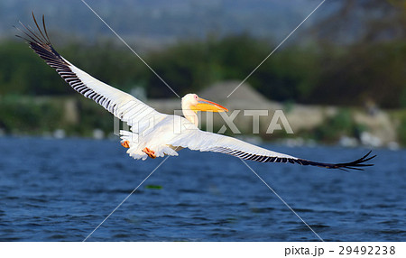 Great white pelican Great white pelican 29492238