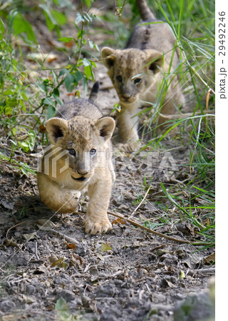 African lion cub African lion cub 29492246