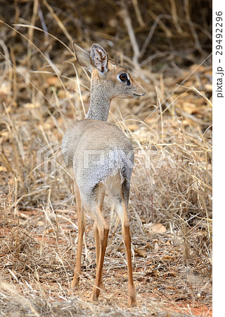 Dik-dik in the National Reserve of Africa 29492296