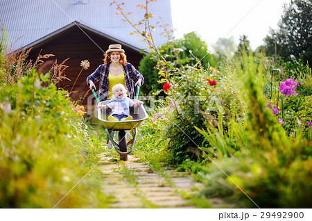 Toddler boy having fun in a wheelbarrow pushing by mum in domestic garden Toddler boy having fun in a wheelbarrow pushing by mum in domestic garden 29492900
