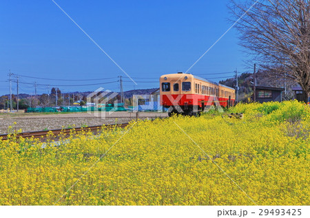 小湊鐵道と菜の花 小湊鐵道と菜の花 29493425