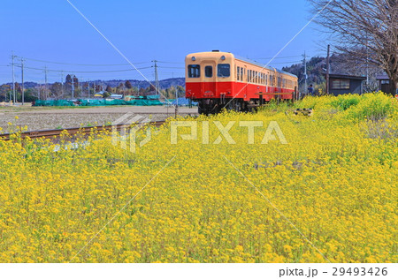 小湊鐵道と菜の花 小湊鐵道と菜の花 29493426