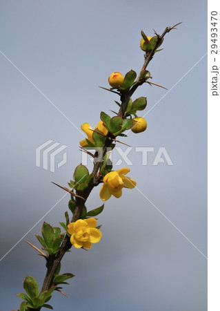 Thorny bush with little yellow flowers 29493470