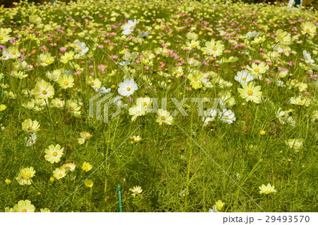 コスモスの花畑 神戸布引ハーブ園 兵庫県神戸市中央区 の写真素材