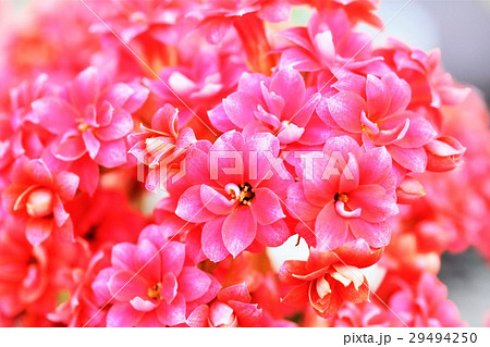 カランコエの花 29494250