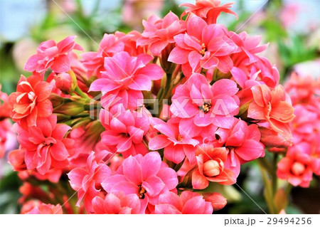 カランコエの花 カランコエの花 29494256