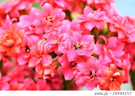 カランコエの花 カランコエの花 29494257