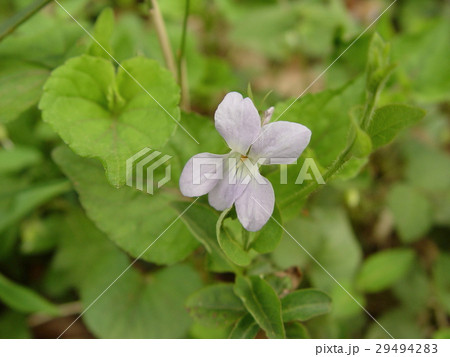 タチツボスミレ（鐘撞堂山／埼玉県寄居町） 29494283