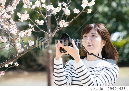 梅の花を撮る若い女性の写真素材 [29494423] - PIXTA