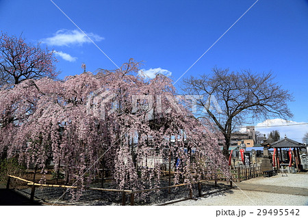 ふじみ野市地蔵院の枝垂れ桜－３ 29495542