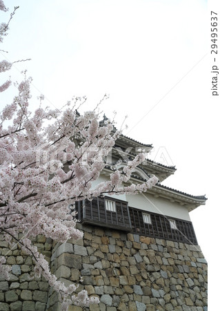 丸亀城天守と桜 29495637