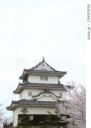 丸亀城天守と桜 29495656