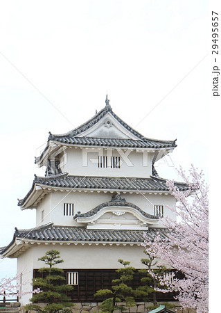 丸亀城天守と桜 29495657