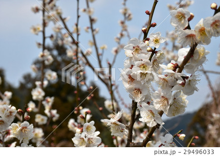 賀名生梅林 29496033