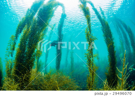 葉山の海藻 29496070