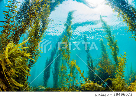 葉山の海藻 葉山の海藻 29496072