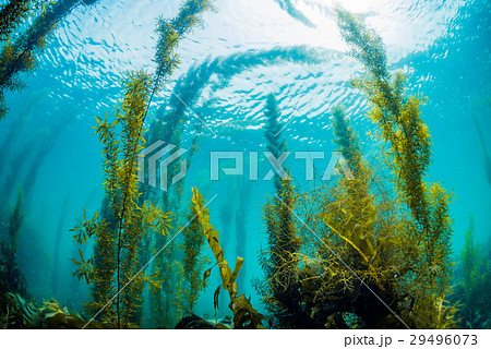 葉山の海藻 29496073