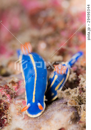 アオウミウシ アオウミウシ 29496344