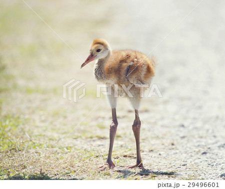 Sandhill Crane Chick Sandhill Crane Chick 29496601