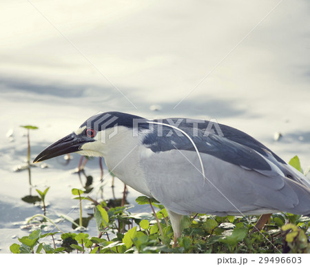 Black-crowned Night-Heron Black-crowned Night-Heron 29496603