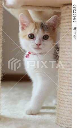 見返り子猫 見返り子猫 29497289
