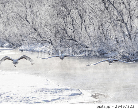 ねぐらから飛び立つタンチョウたち ねぐらから飛び立つタンチョウたち 29497322