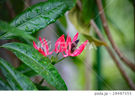 パボニア 29497355