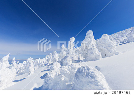 山形蔵王_快晴に輝く樹氷群 29497462