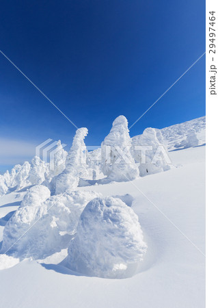山形蔵王_快晴に輝く樹氷群 29497464