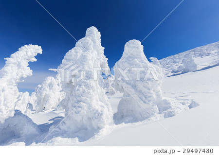 山形蔵王_快晴に輝く樹氷群 29497480