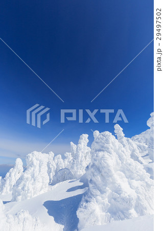 山形蔵王_快晴に輝く樹氷群 山形蔵王_快晴に輝く樹氷群 29497502