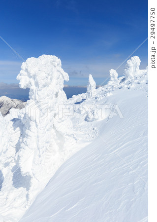 山形蔵王_快晴に輝く樹氷群 山形蔵王_快晴に輝く樹氷群 29497750