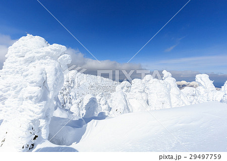 山形蔵王_快晴に輝く樹氷群 29497759