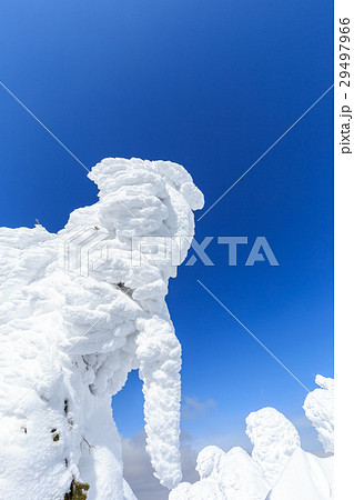山形蔵王_快晴に輝く樹氷群 29497966