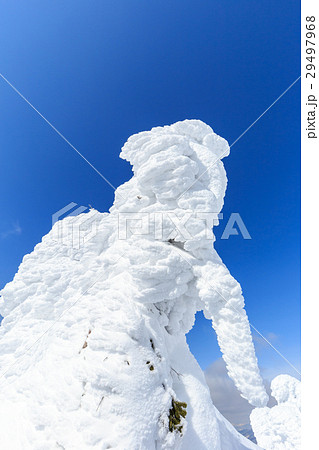 山形蔵王_快晴に輝く樹氷群 山形蔵王_快晴に輝く樹氷群 29497968